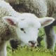 Texel